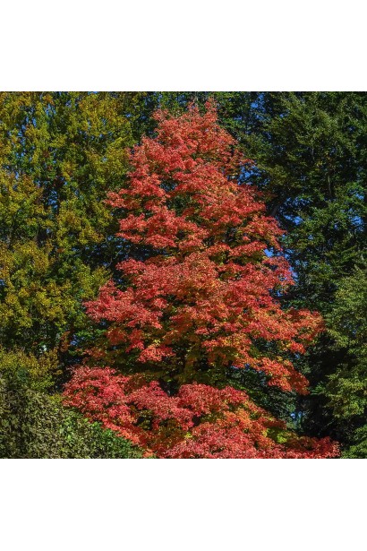 Клен Феєрв’ю Флейм з яскравими осінніми кольорами листя.